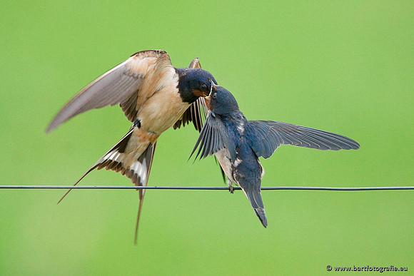 Weidevogels, Bart Fotografie-024
