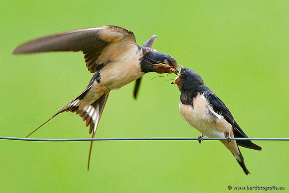 Weidevogels, Bart Fotografie-025