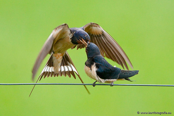 Weidevogels, Bart Fotografie-026