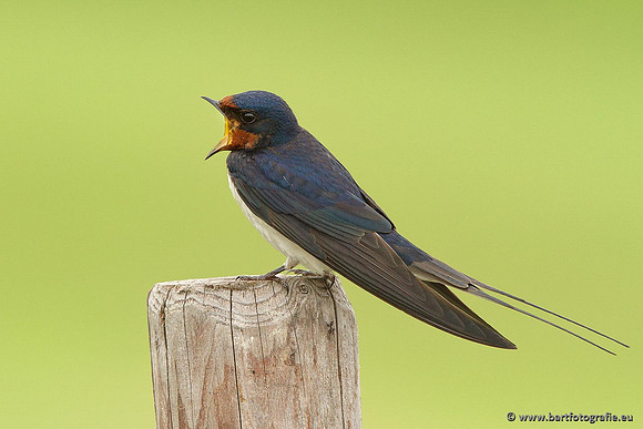 Weidevogels, Bart Fotografie-027