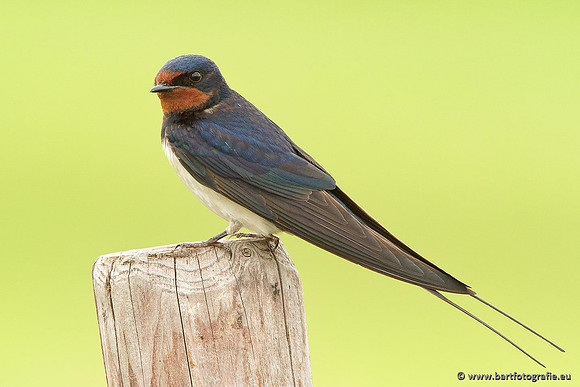 Weidevogels, Bart Fotografie-028