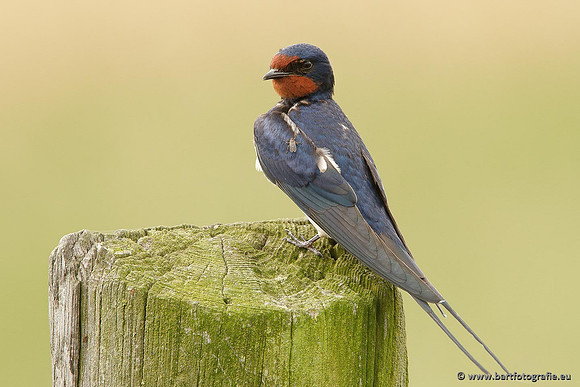 Weidevogels, Bart Fotografie-029