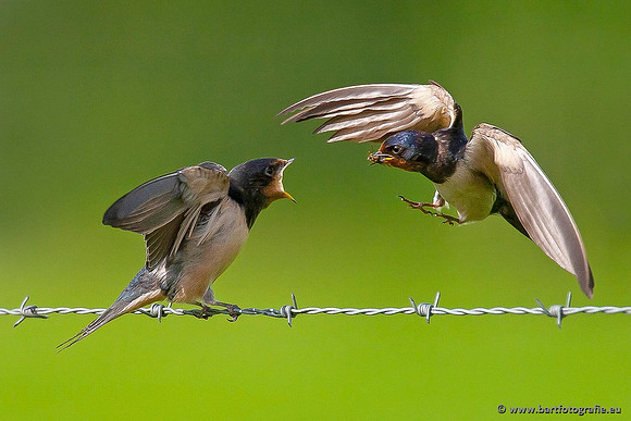 Weidevogels, Bart Fotografie-031