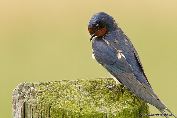 Weidevogels, Bart Fotografie-030