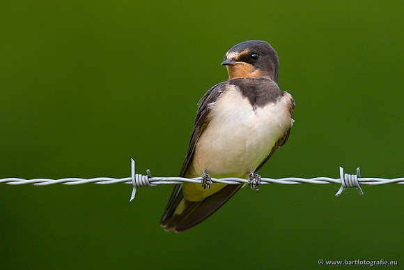 Weidevogels, Bart Fotografie-032