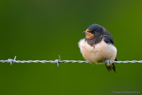 Weidevogels, Bart Fotografie-033