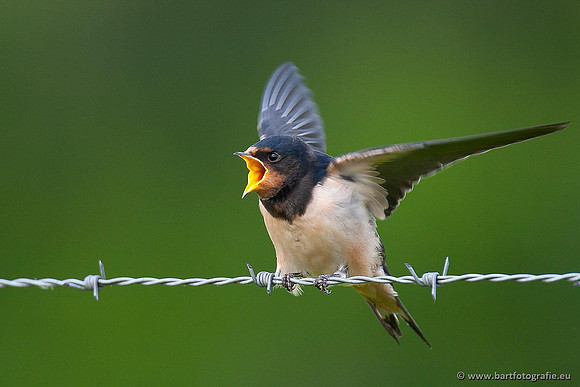 Weidevogels, Bart Fotografie-034