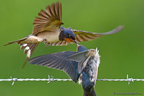 Weidevogels, Bart Fotografie-036