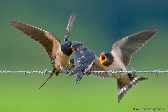 Weidevogels, Bart Fotografie-037