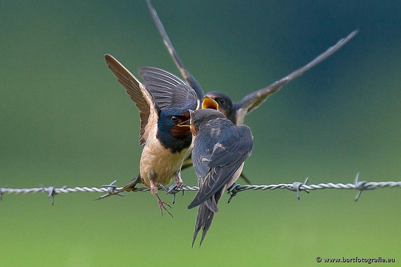 Weidevogels, Bart Fotografie-038