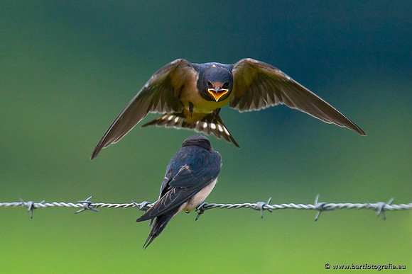Weidevogels, Bart Fotografie-039