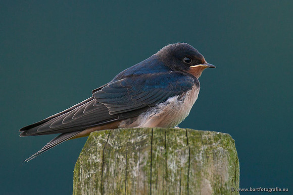 Weidevogels, Bart Fotografie-040