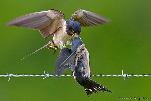 Weidevogels, Bart Fotografie-035