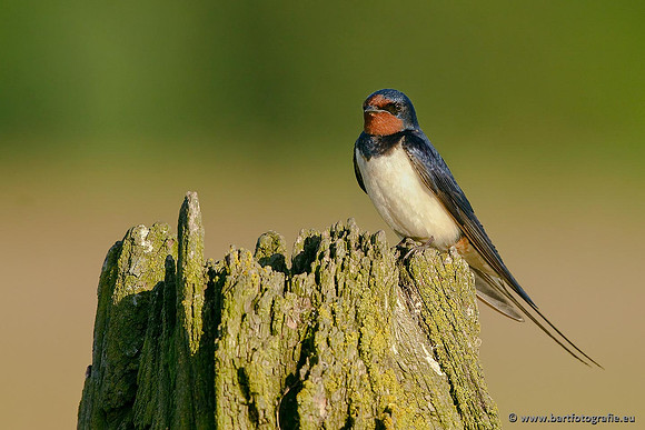 Weidevogels, Bart Fotografie-041