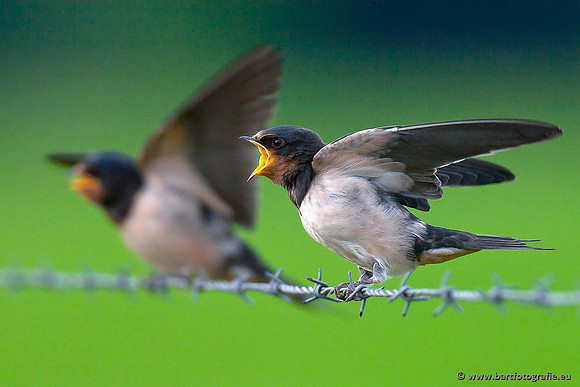 Weidevogels, Bart Fotografie-042