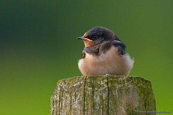 Weidevogels, Bart Fotografie-043