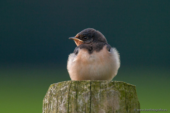 Weidevogels, Bart Fotografie-044