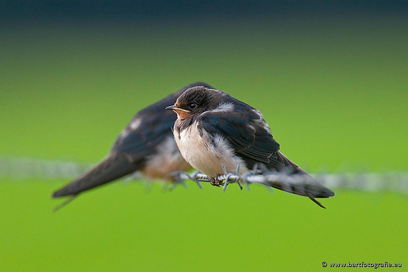 Weidevogels, Bart Fotografie-045