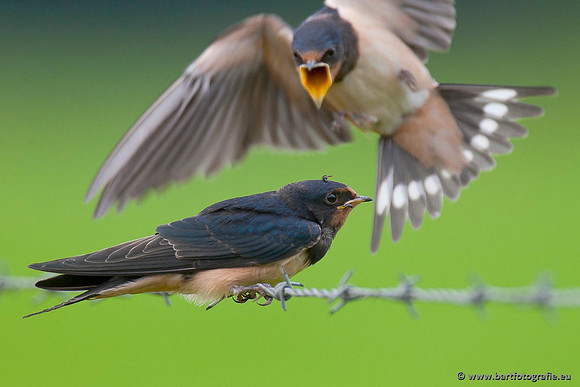 Weidevogels, Bart Fotografie-046