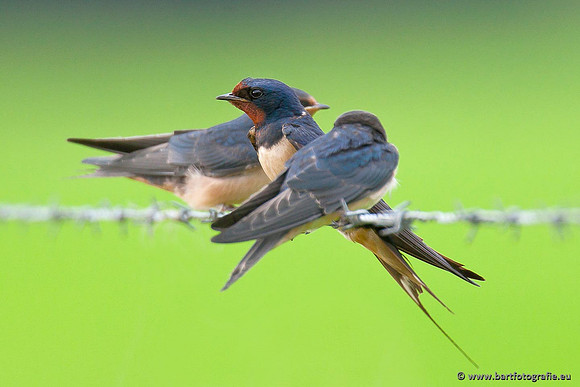 Weidevogels, Bart Fotografie-048