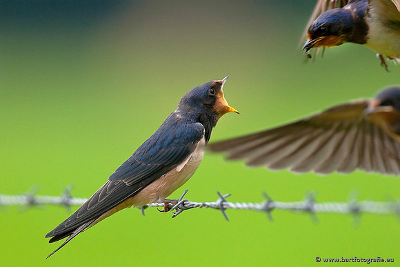 Weidevogels, Bart Fotografie-049