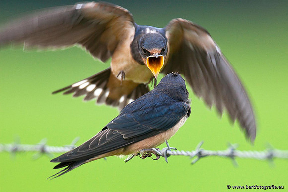 Weidevogels, Bart Fotografie-047