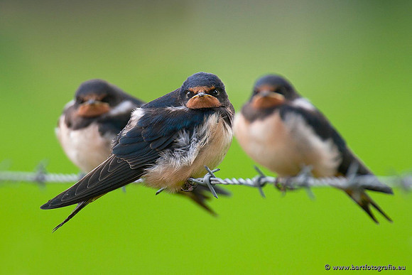 Weidevogels, Bart Fotografie-050