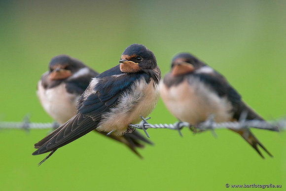 Weidevogels, Bart Fotografie-051