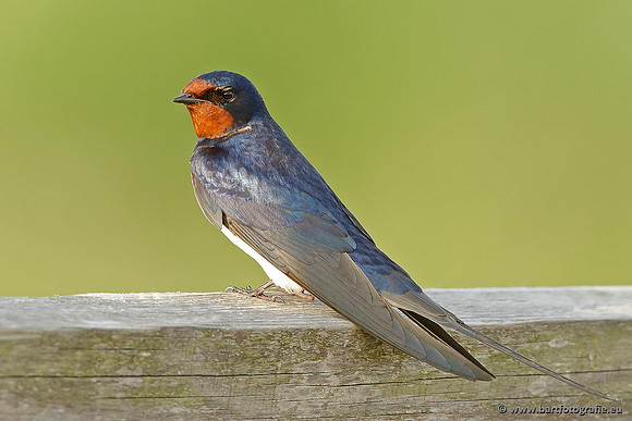 Weidevogels, Bart Fotografie-052