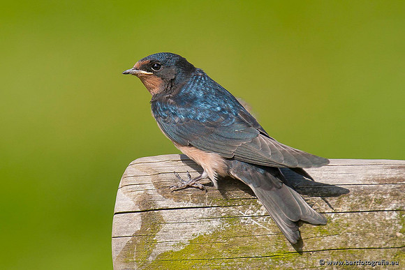 Weidevogels, Bart Fotografie-053