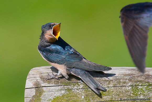 Weidevogels, Bart Fotografie-054