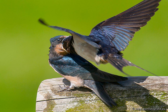 Weidevogels, Bart Fotografie-055