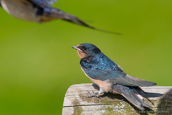 Weidevogels, Bart Fotografie-056