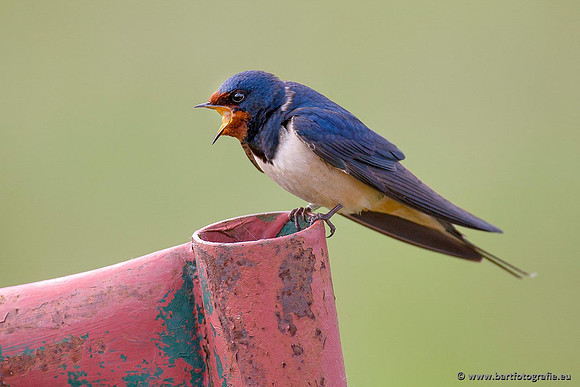 Weidevogels, Bart Fotografie-057