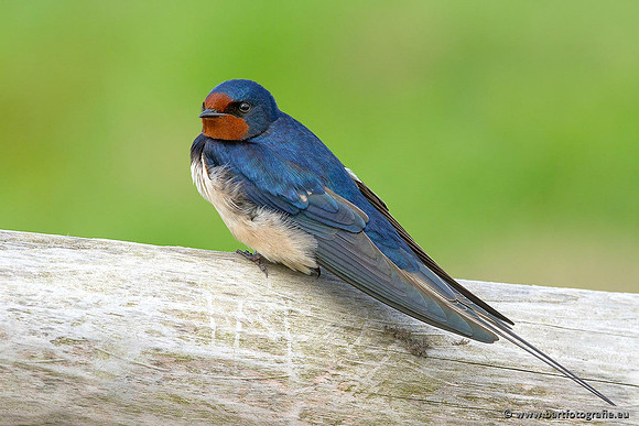Weidevogels, Bart Fotografie-058