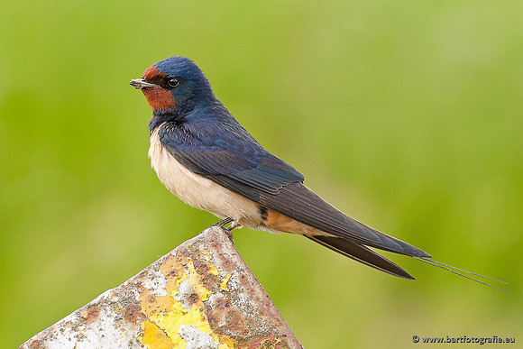 Weidevogels, Bart Fotografie-059