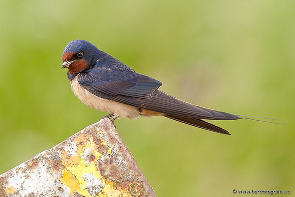 Weidevogels, Bart Fotografie-060