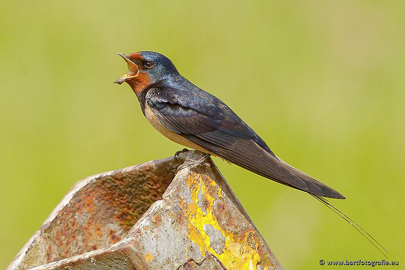 Weidevogels, Bart Fotografie-061