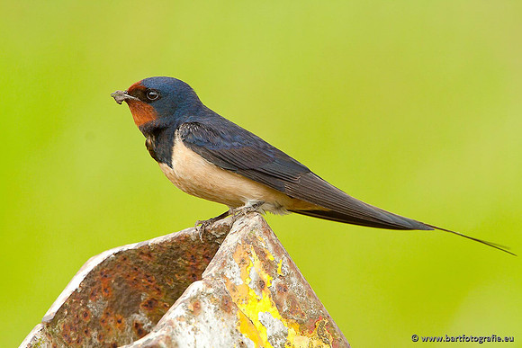Weidevogels, Bart Fotografie-062