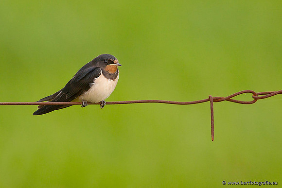 Weidevogels, Bart Fotografie-063