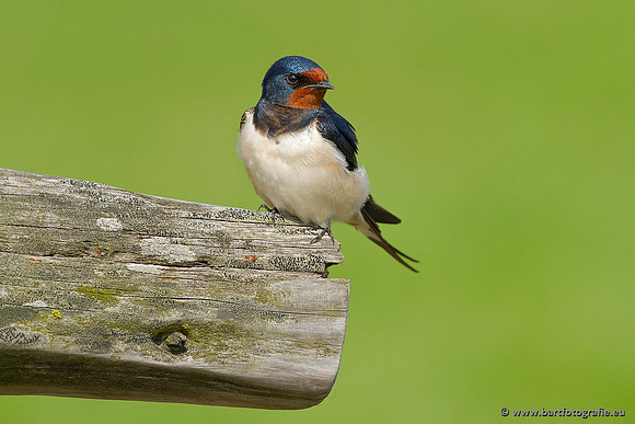 Weidevogels, Bart Fotografie-064