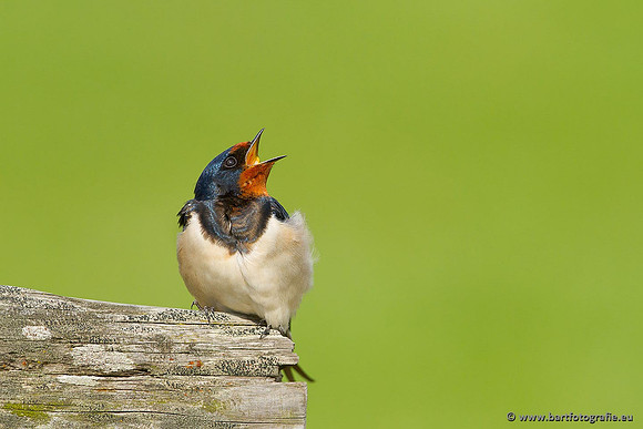 Weidevogels, Bart Fotografie-065