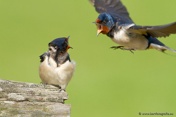 Weidevogels, Bart Fotografie-066
