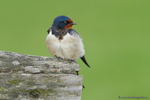 Weidevogels, Bart Fotografie-067