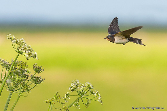 Weidevogels, Bart Fotografie-068