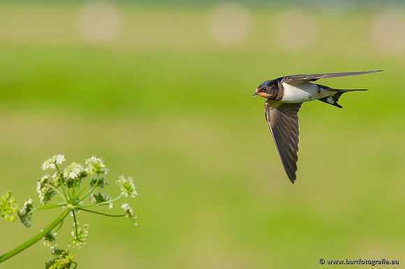 Weidevogels, Bart Fotografie-069
