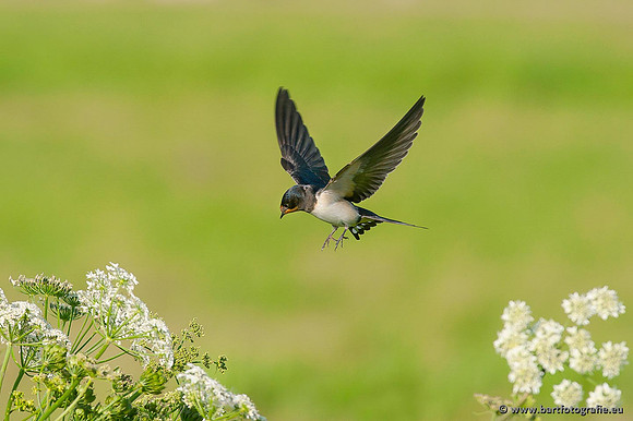 Weidevogels, Bart Fotografie-070