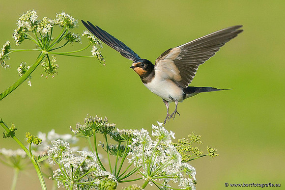 Weidevogels, Bart Fotografie-071