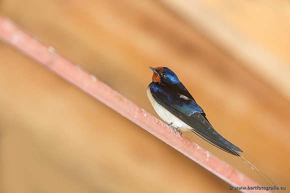 Weidevogels, Bart Fotografie-073