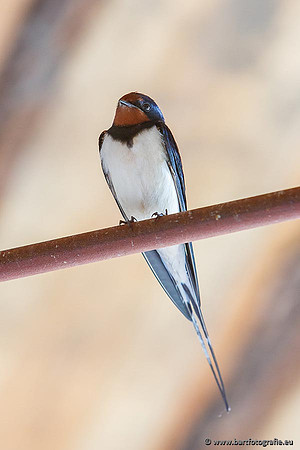 Weidevogels, Bart Fotografie-072